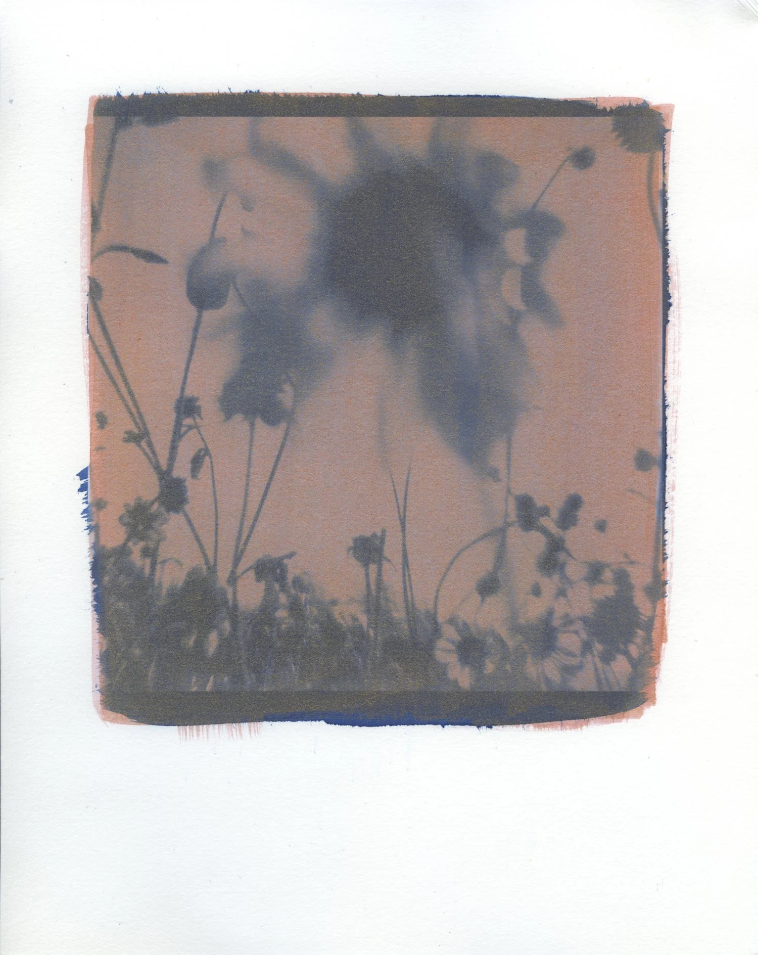 Sunflower I, cyanotype, 2020
