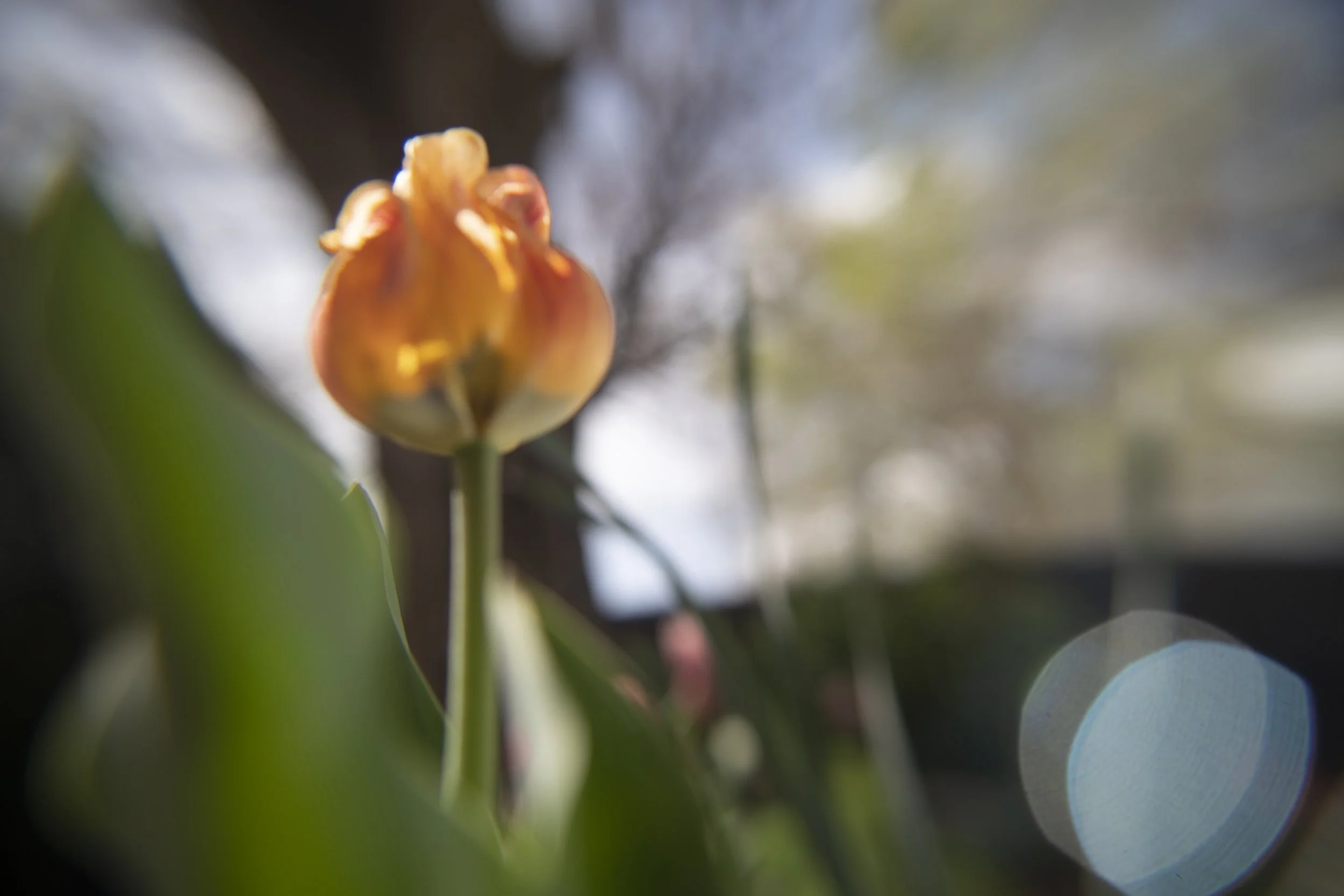 tulip XIII
