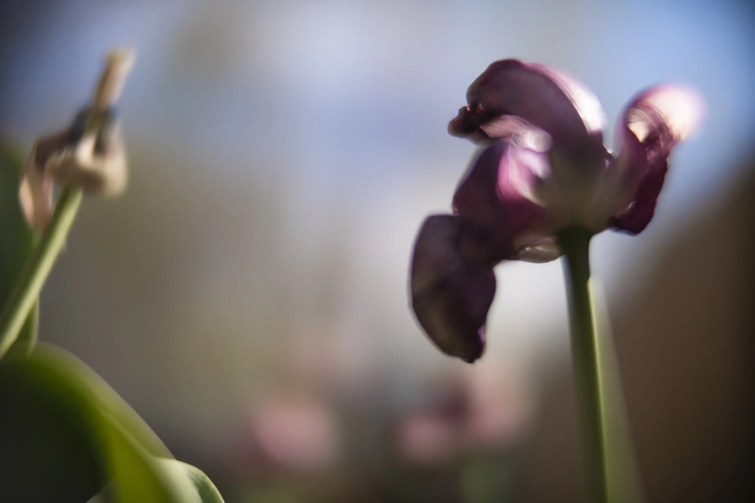 tulip XXI