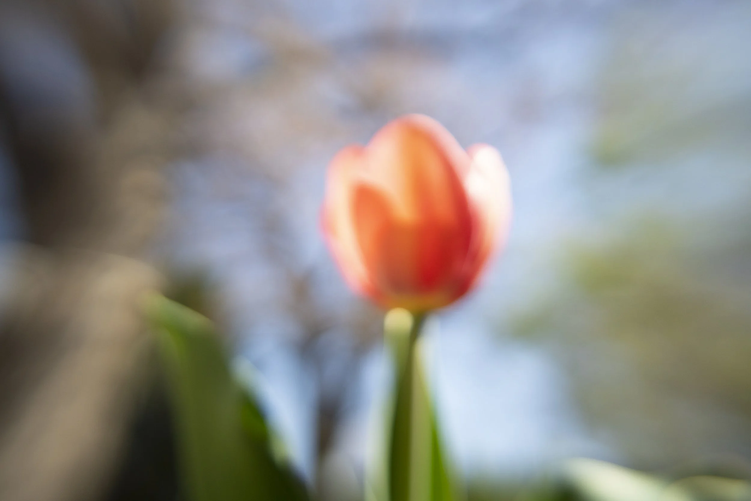 tulip IV