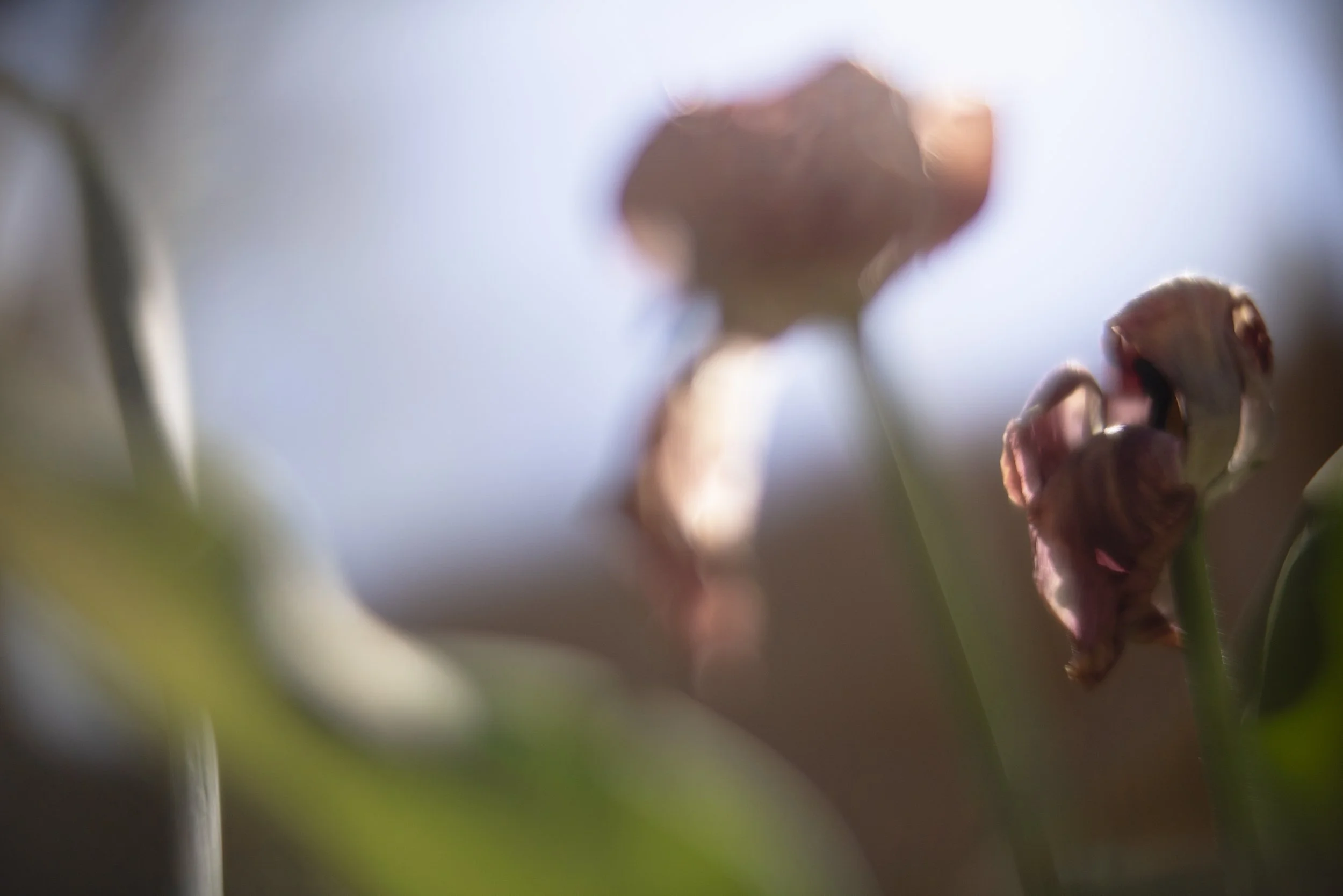 tulip XIX