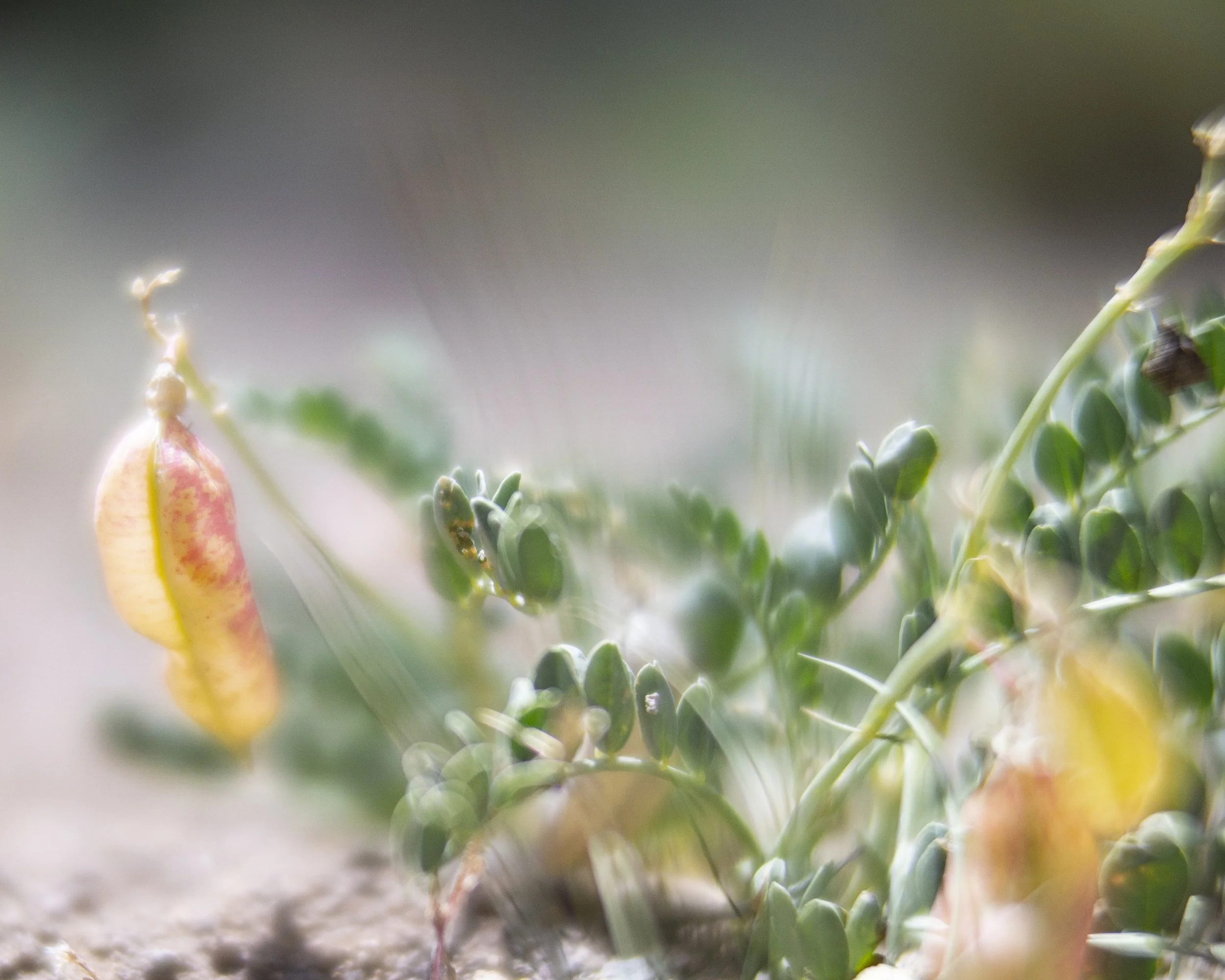 In the Toquima Range, 2022