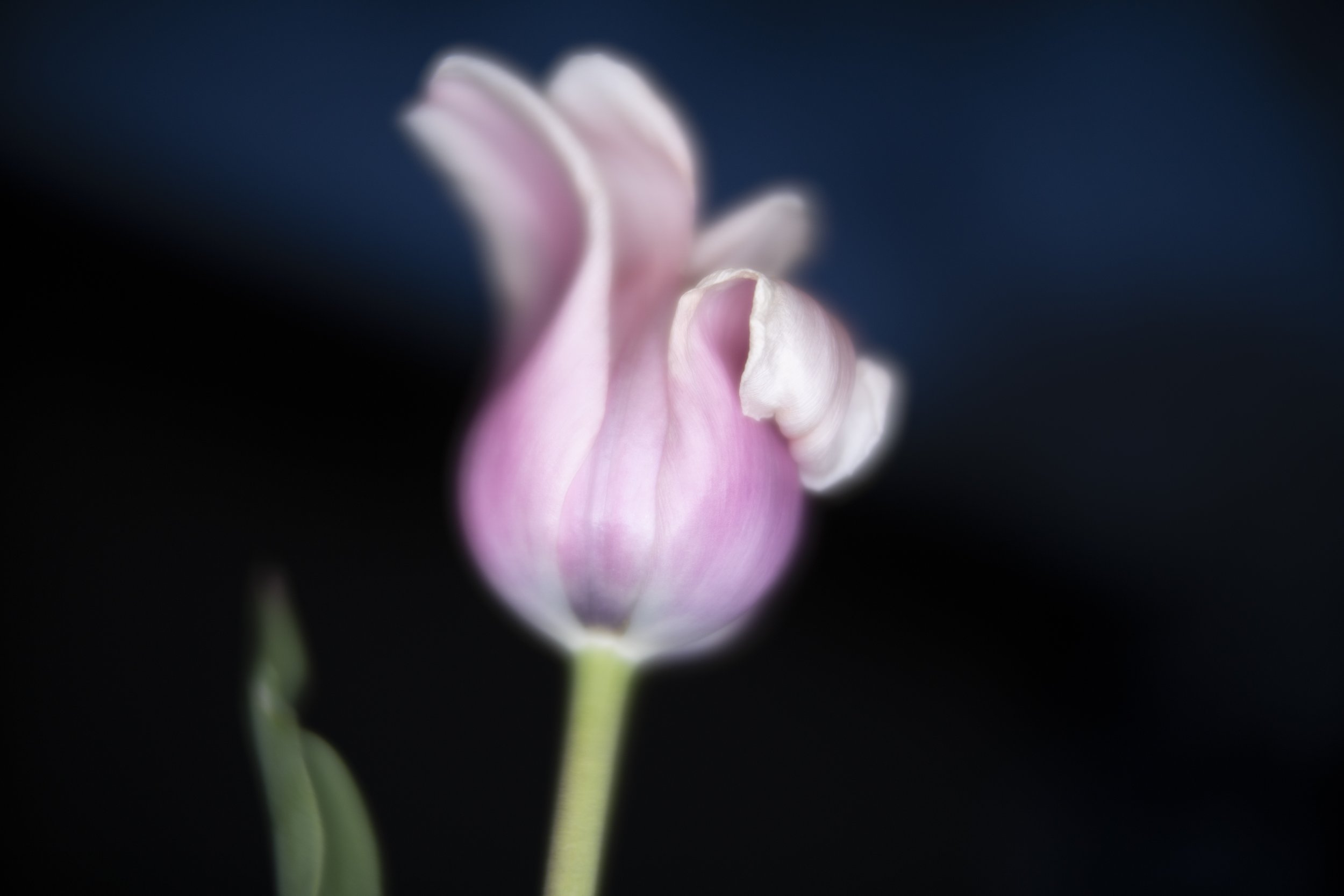 tulip XVI