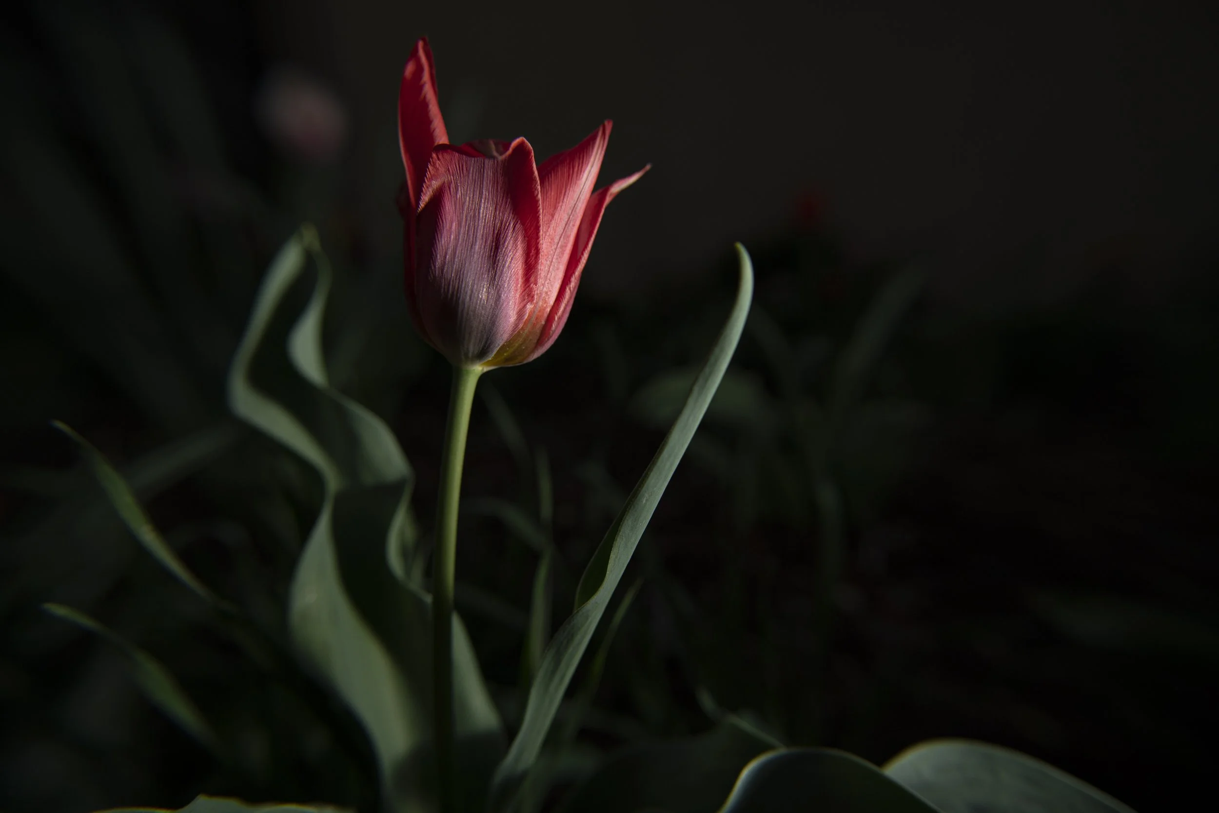 tulip VIII