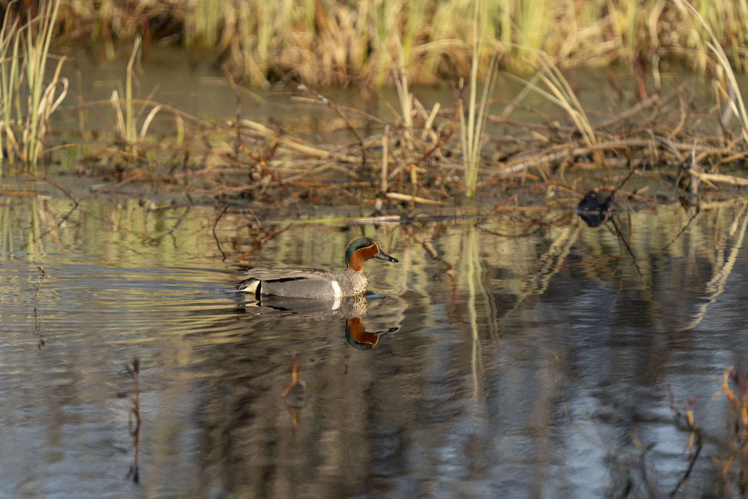 pond_animals_2026_9.jpg