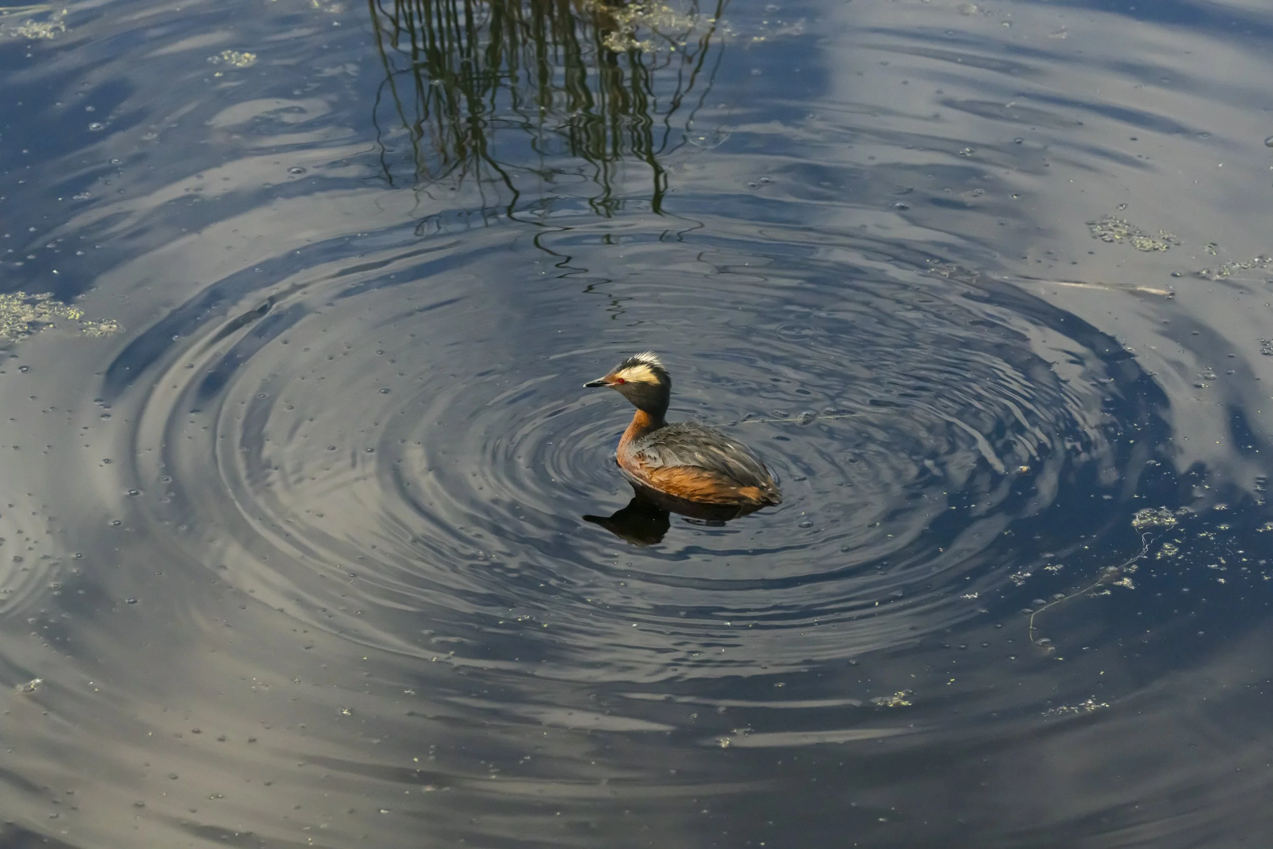 pond_animals_2026_24.jpg