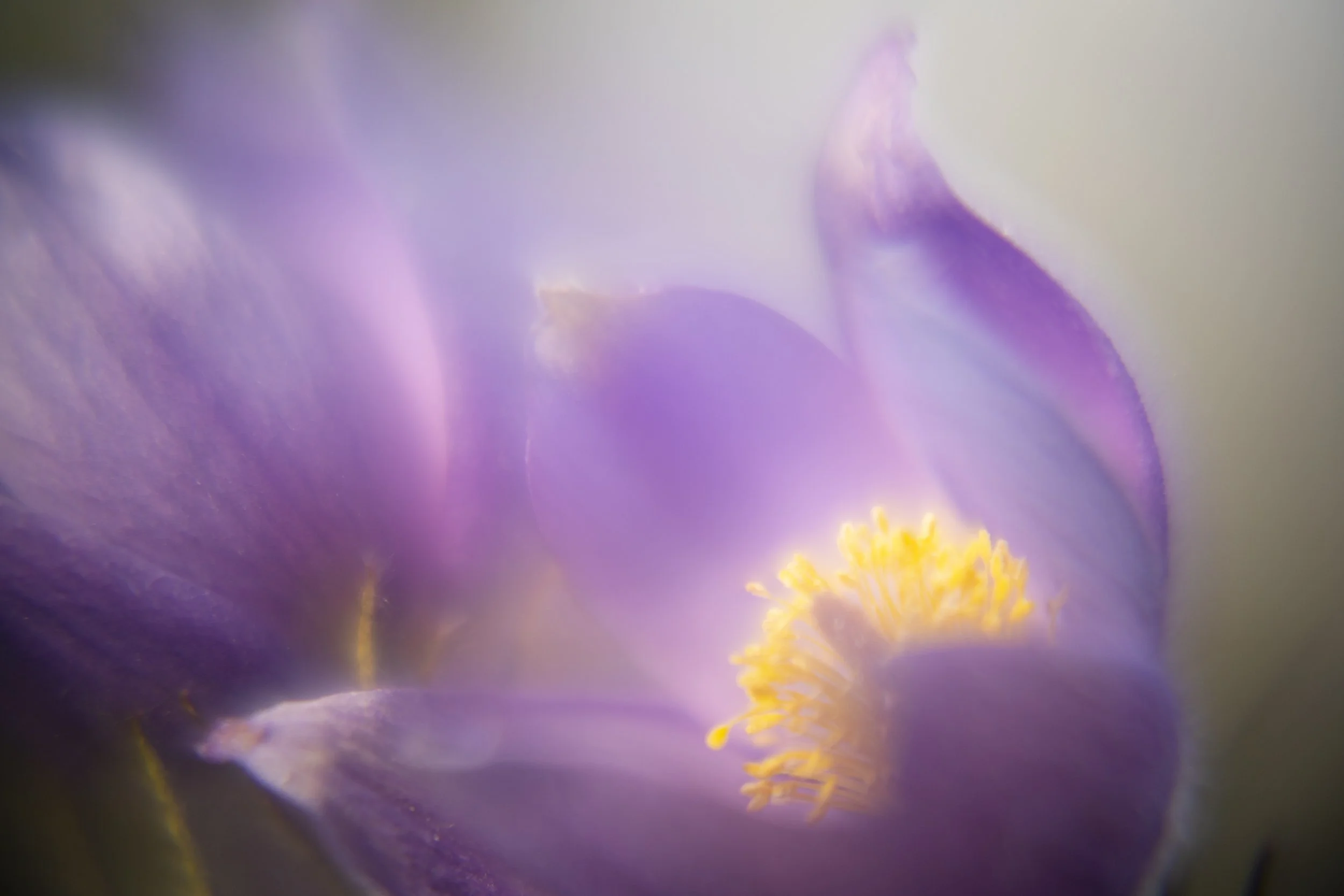 yardflowers_2026_12.jpg