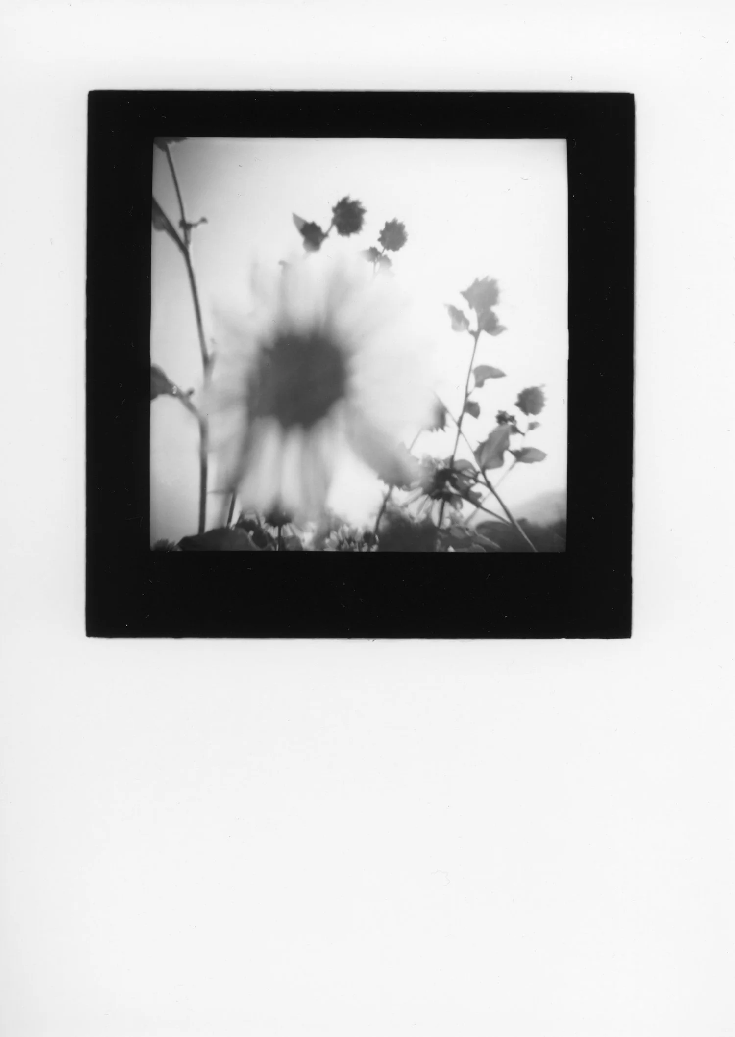 Sunflower VIII, silver gelatin print, 2019
