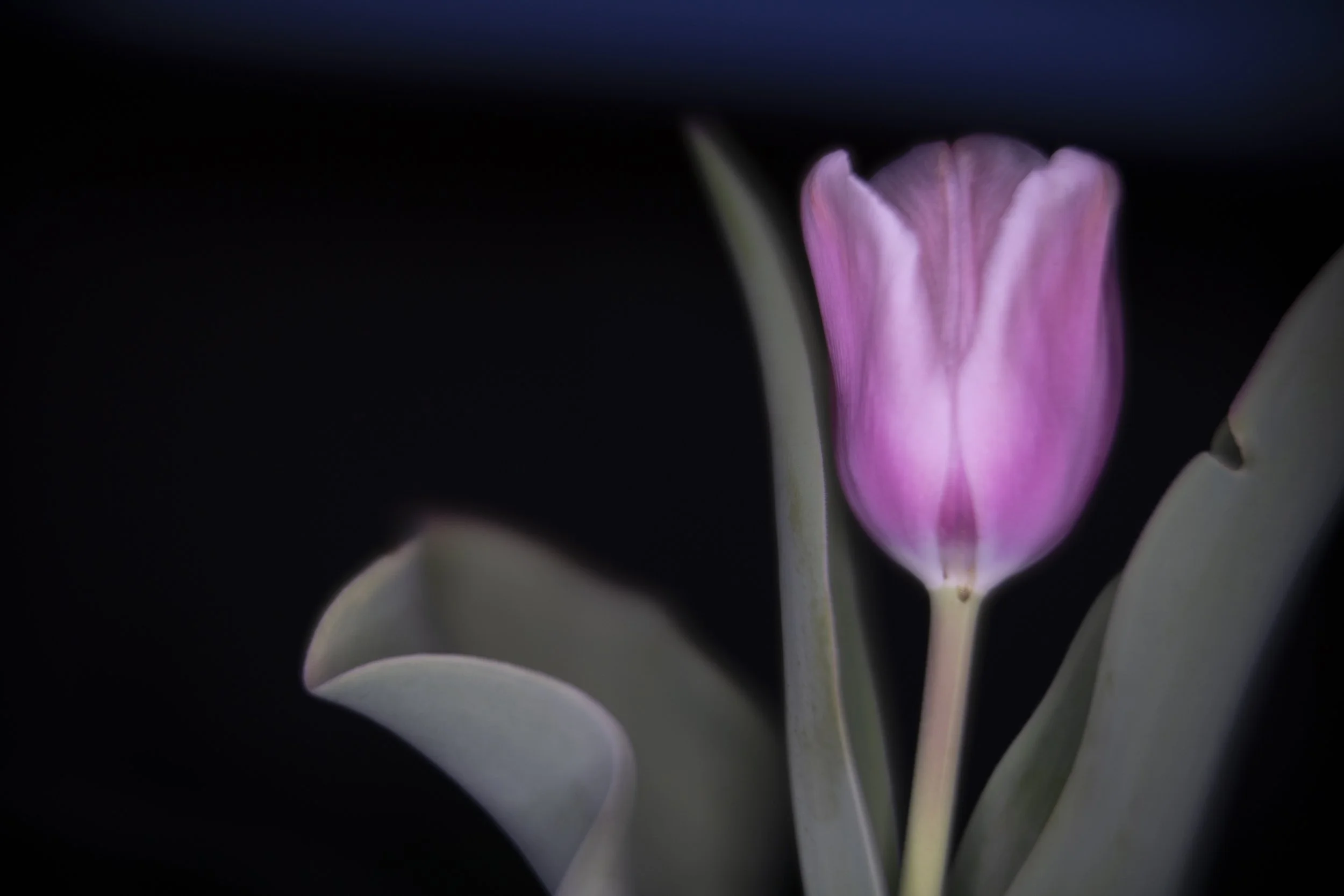 tulip XVIII