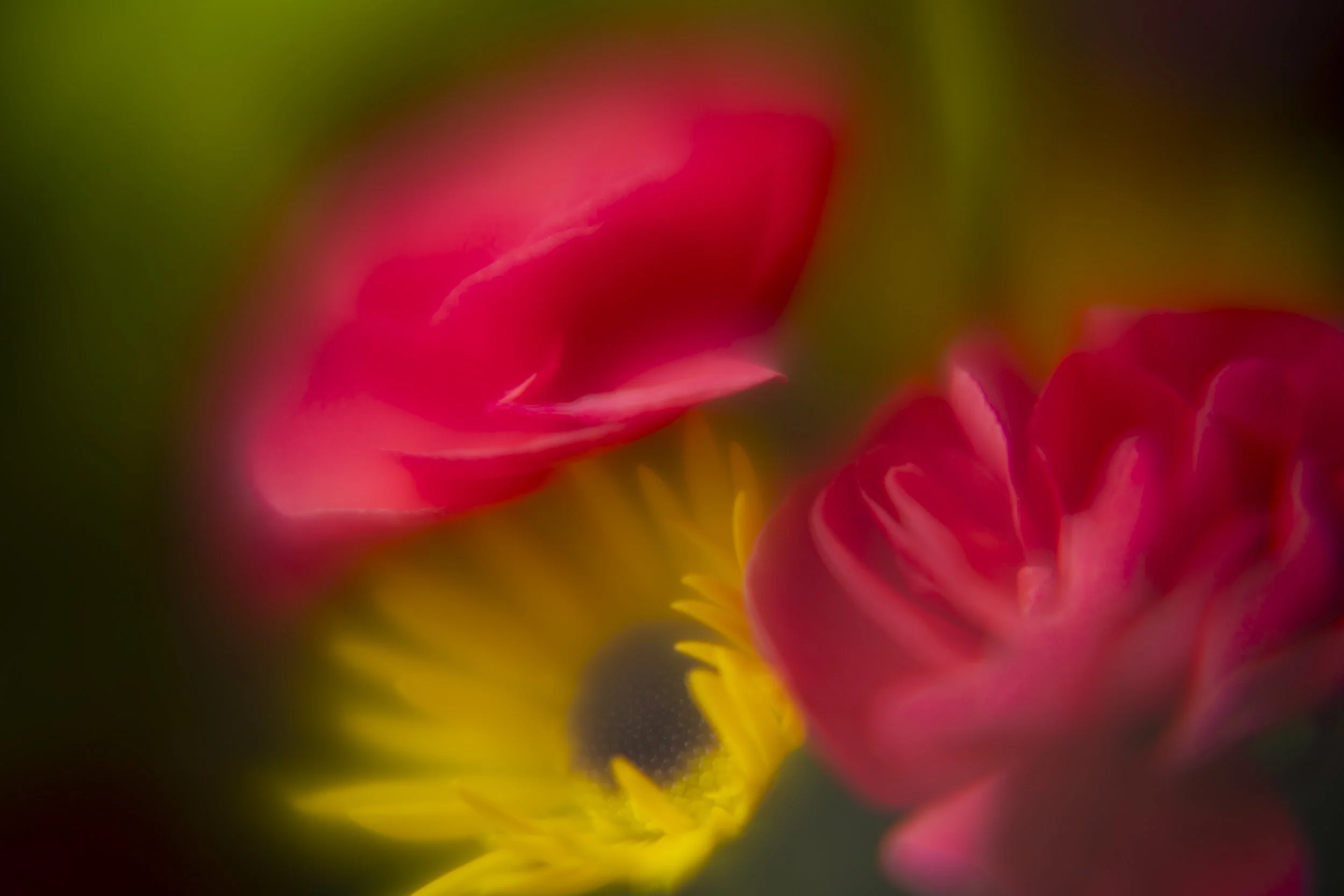 yardflowers_2026_10.jpg