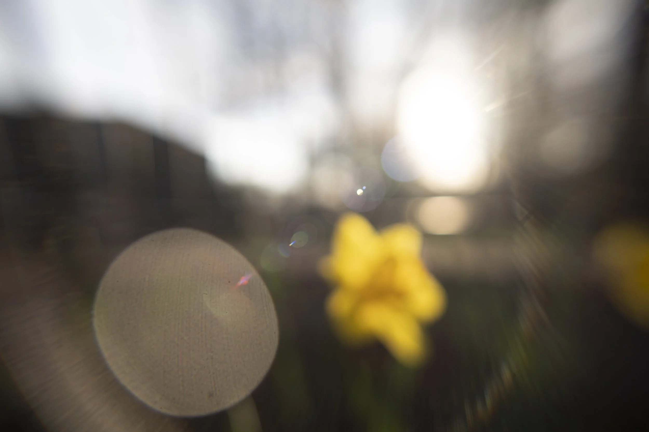 daffodil I