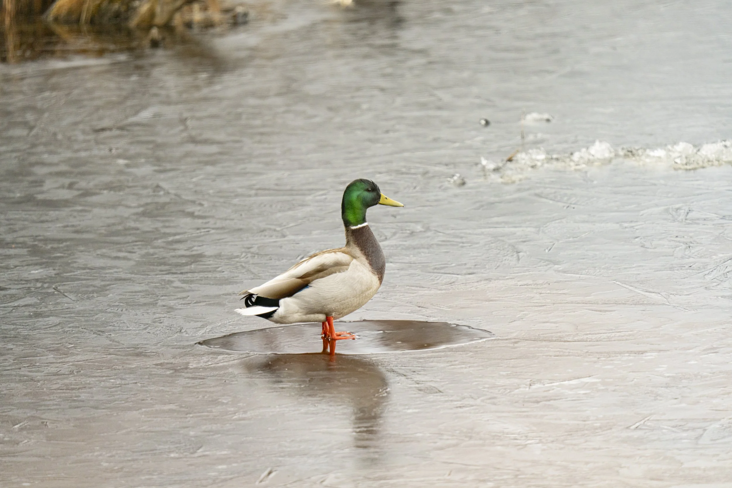 pond_animals_2026_4.jpg