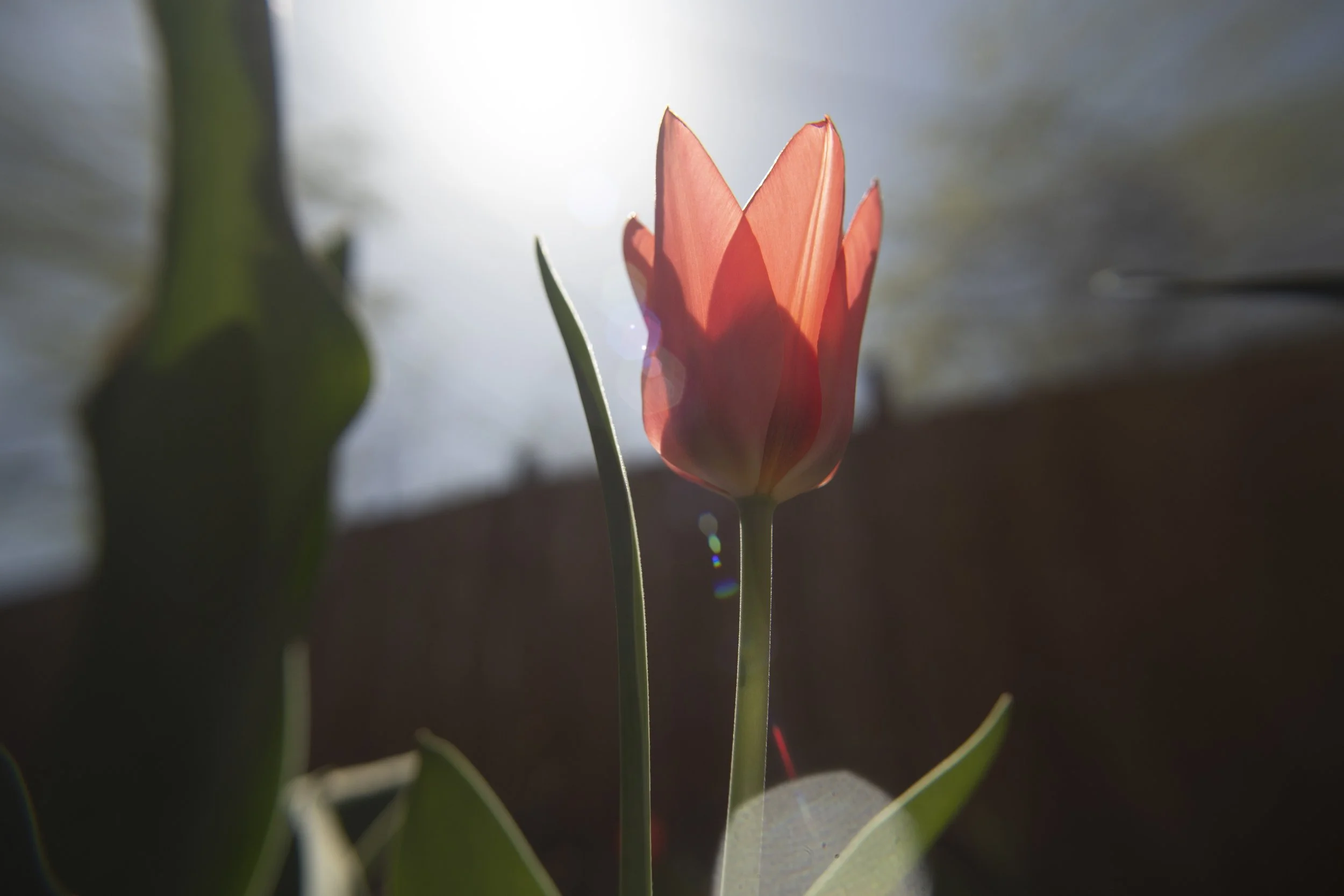 tulip III