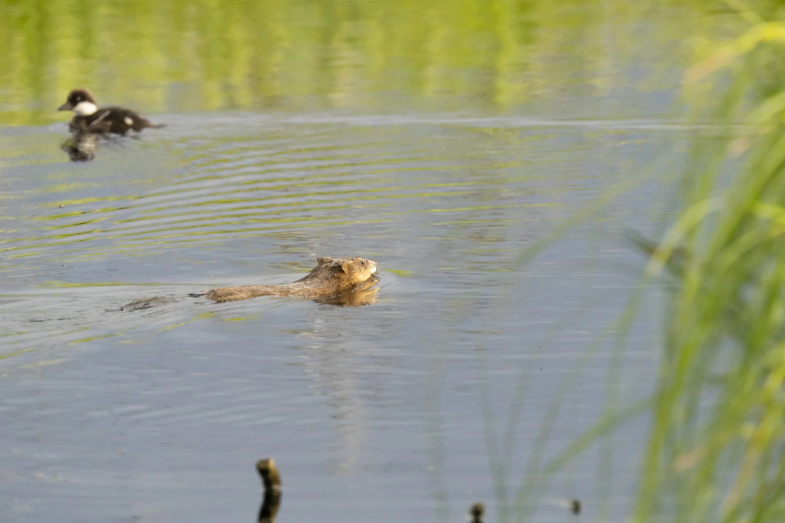 pond_animals_2026_27.jpg