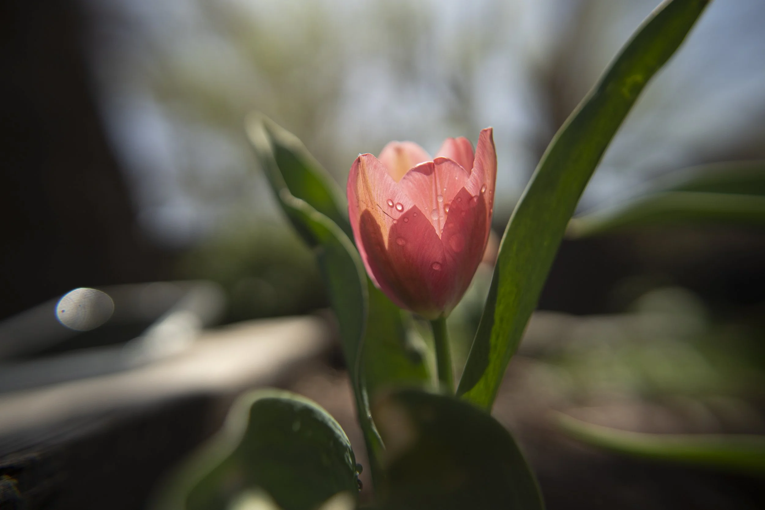 tulip VI
