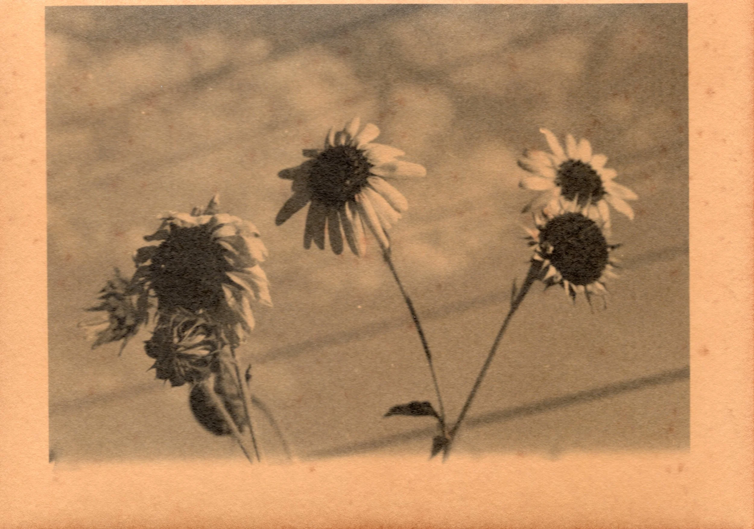 Sunflower II, toned silver gelatin print, 2022
