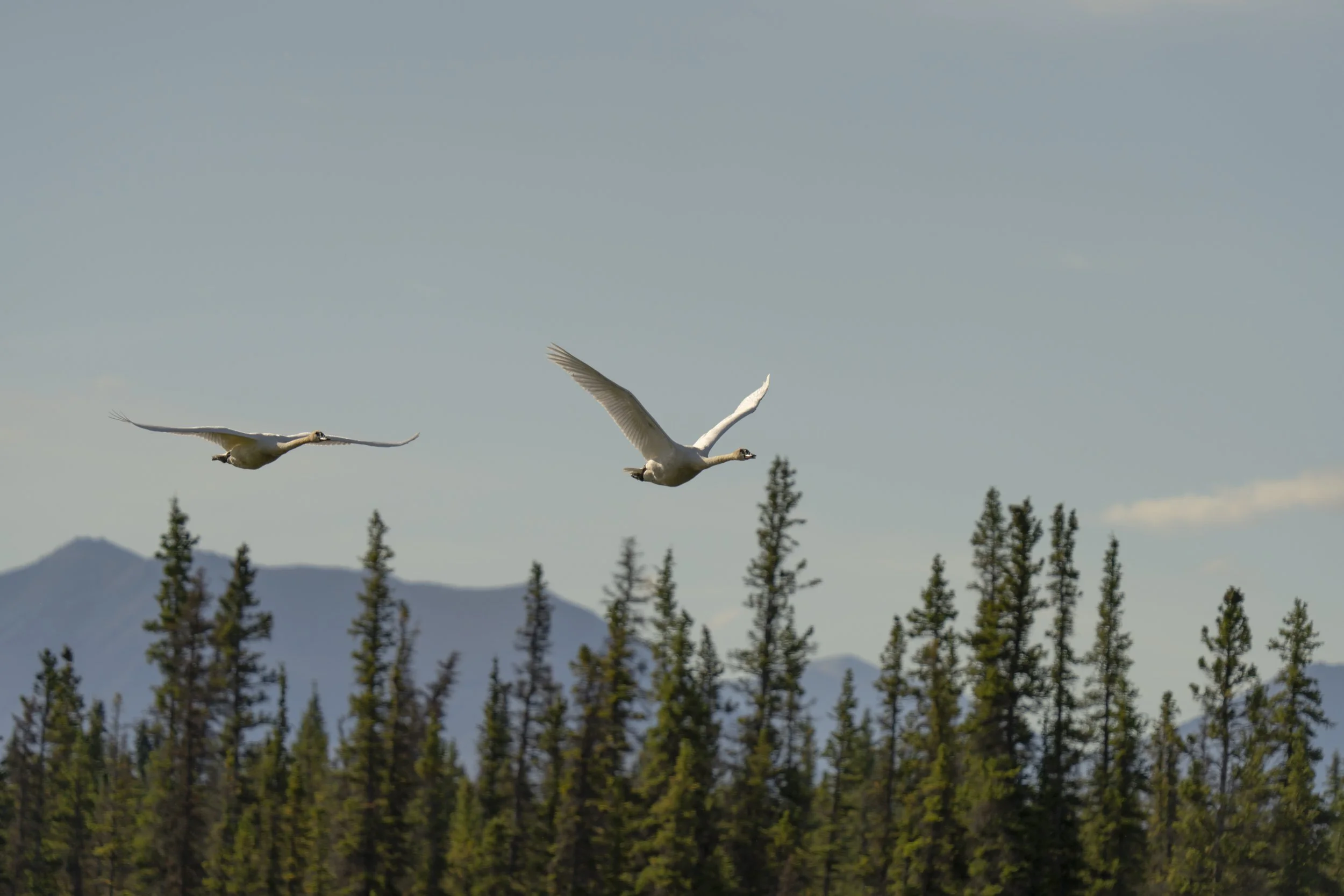 swans_1.jpg