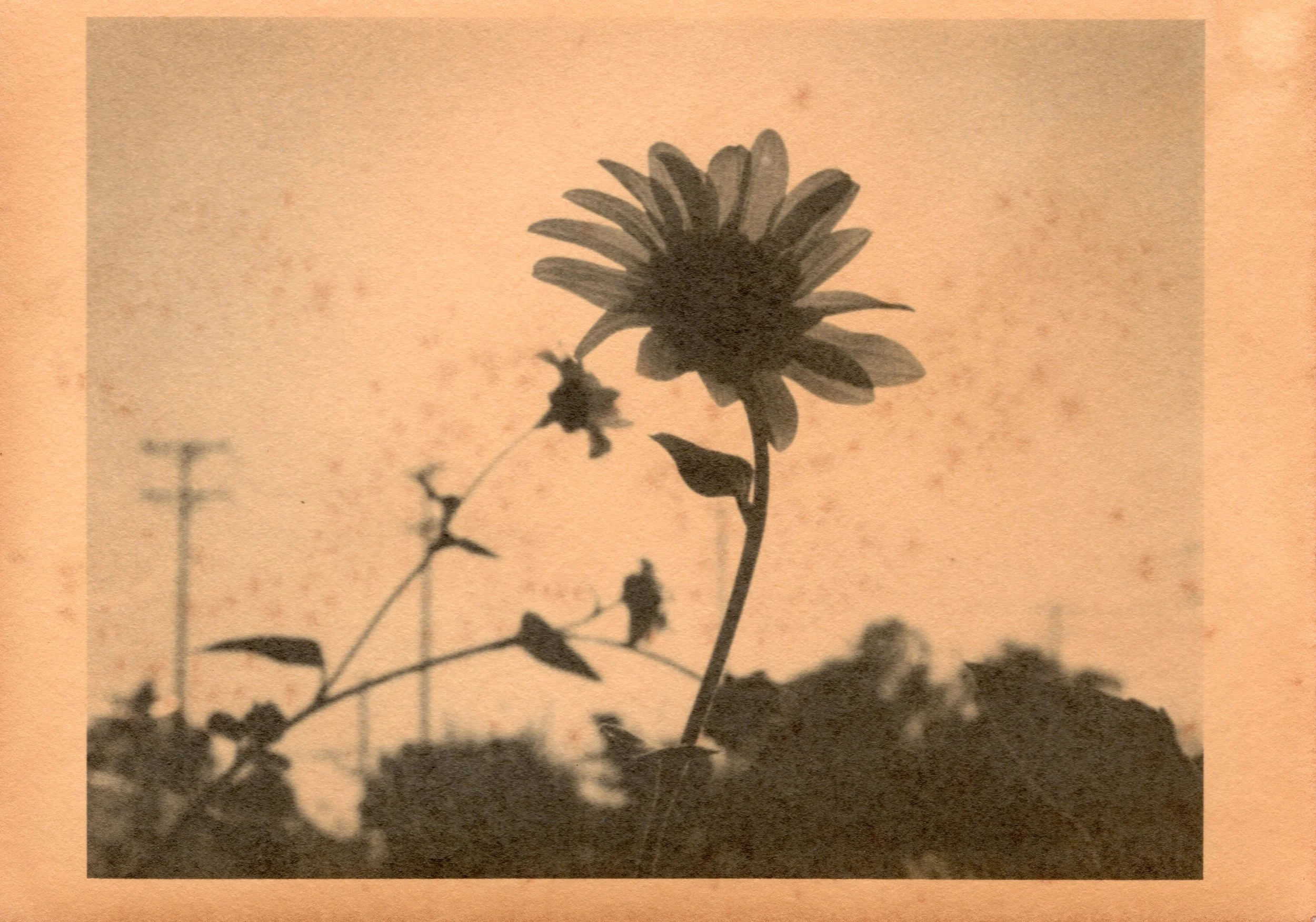 Sunflower I, toned silver gelatin print, 2022