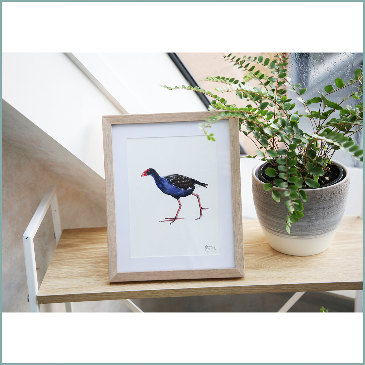 pukeko 01.jpg