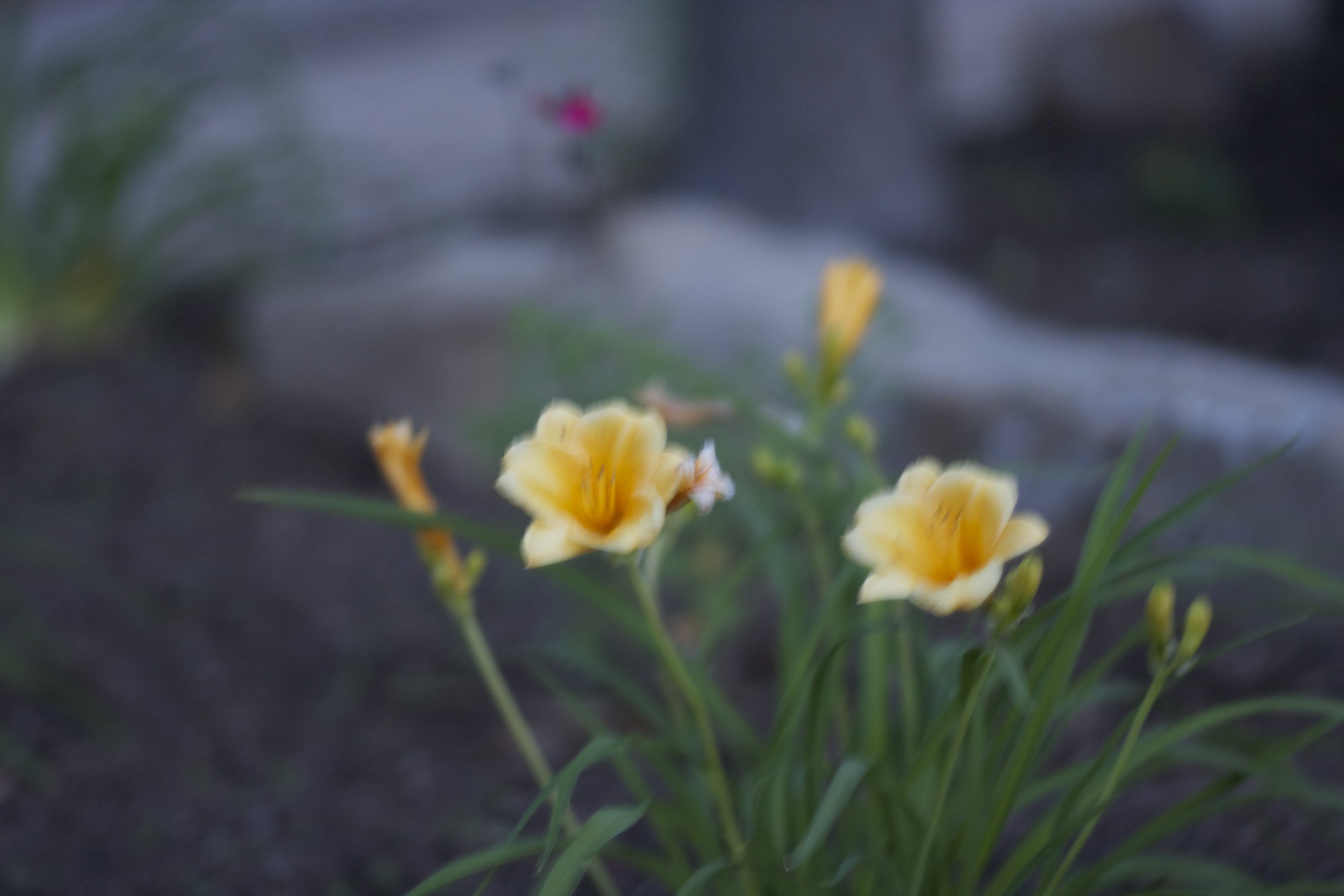 IMG_6282.jpeg