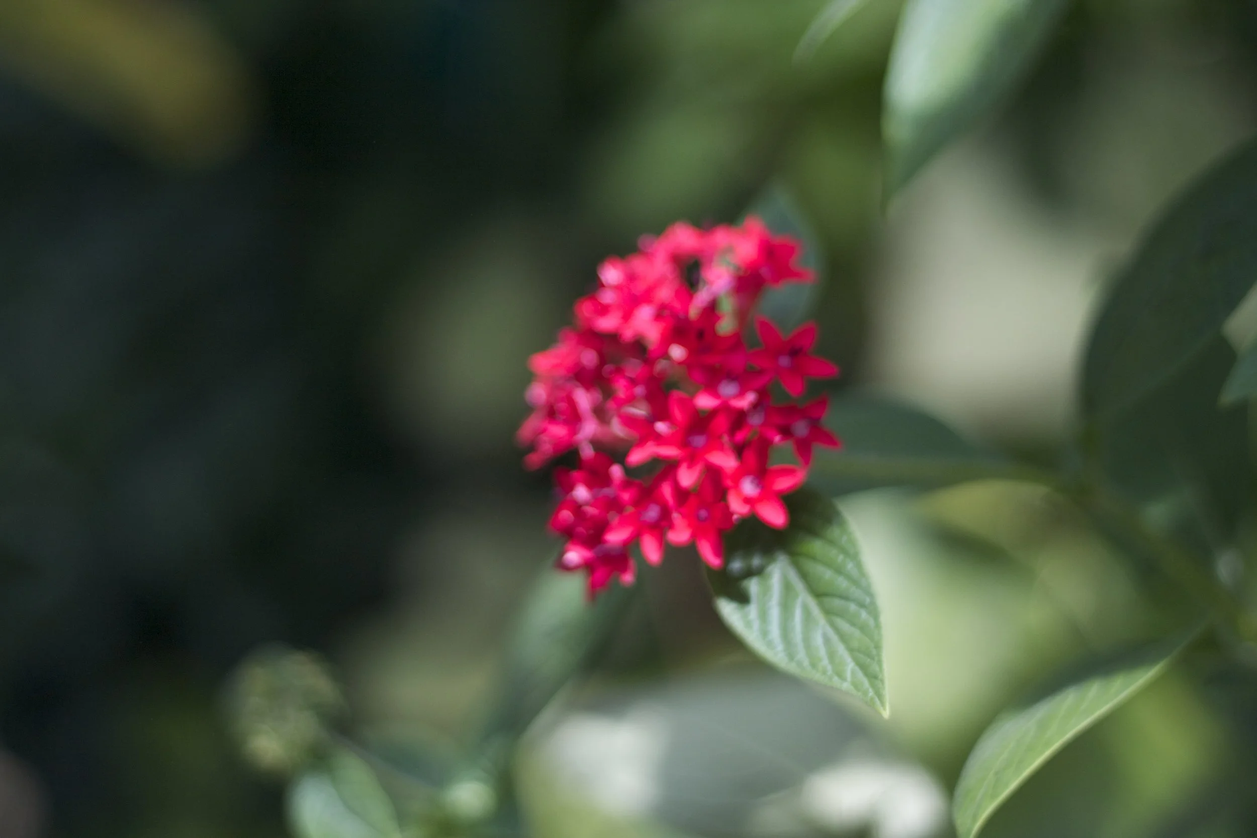 IMG_6093.jpeg