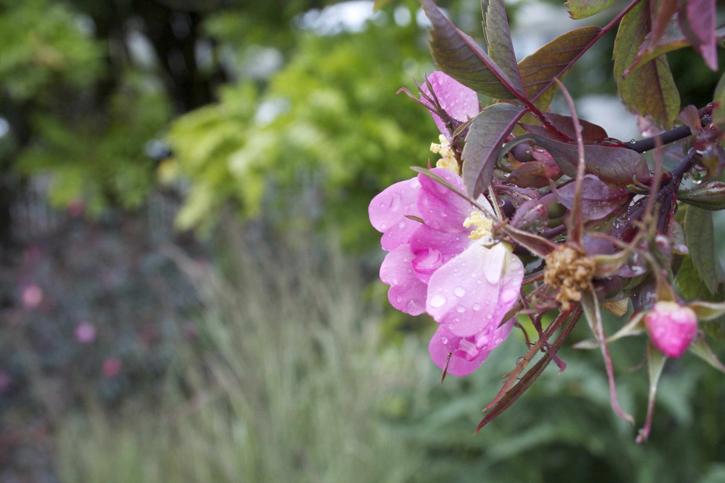 IMG_1068-2.jpeg