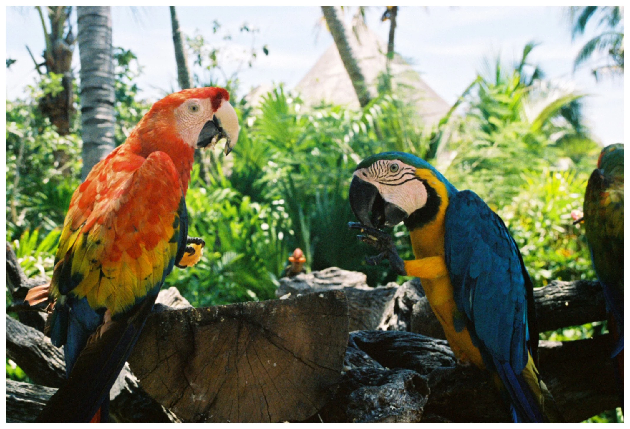 tulum_iguana.jpg