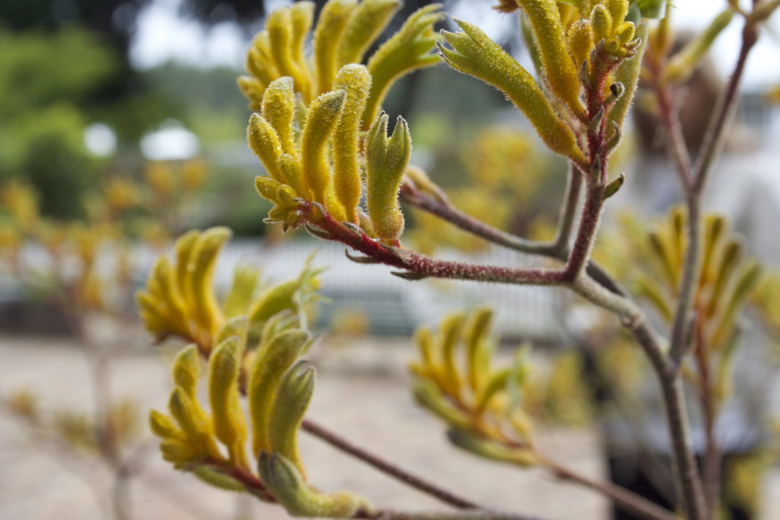 IMG_1091-2.jpeg