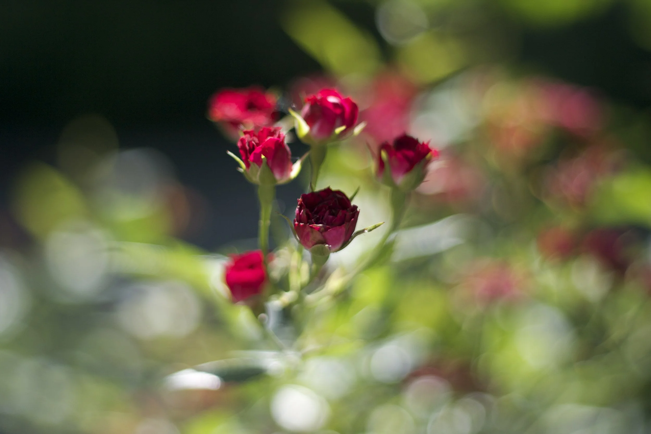 IMG_6108.jpeg