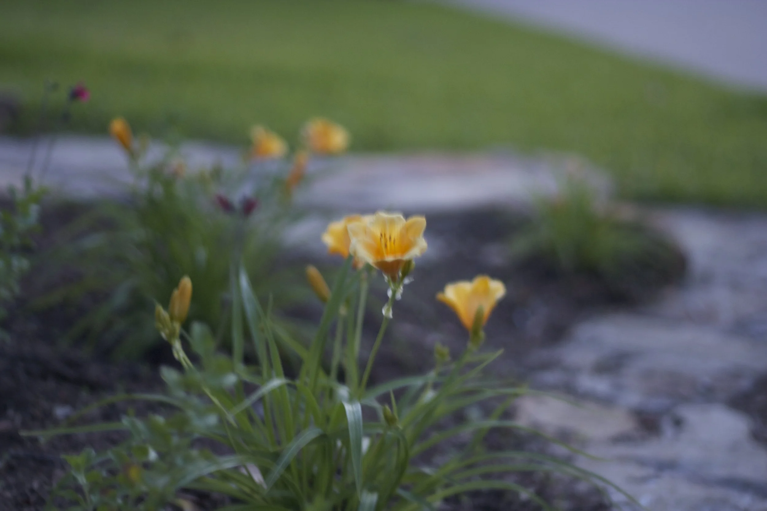 IMG_6277.jpeg