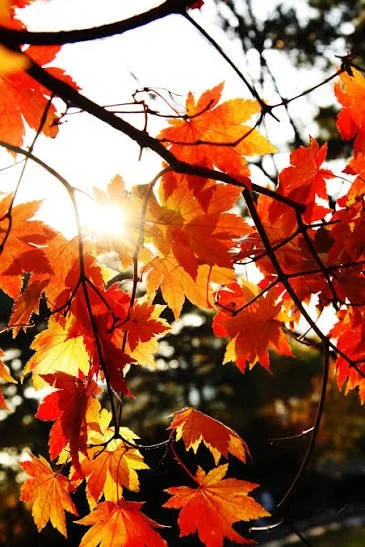 leaves.jpeg