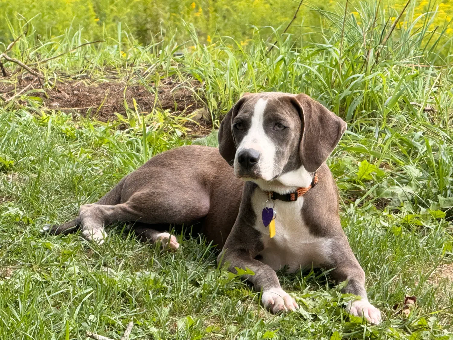 Photo of Rowan, our new hound mix puppy, laying in the grass