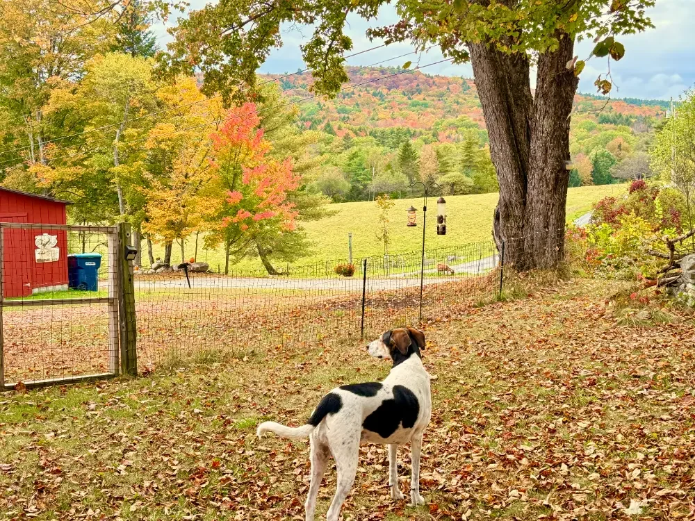 fall backyard view in Vermont with Luna (our dog)