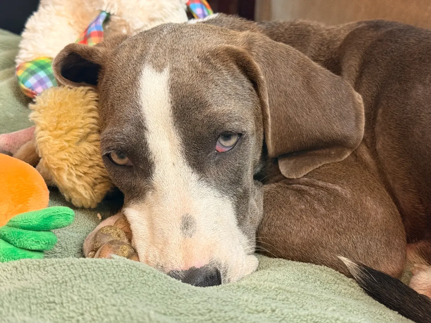 Photo of Rowan, our new hound mix puppy, snuggled on her bed with her dog toys & looking at the camera with her beautiful gray eyes