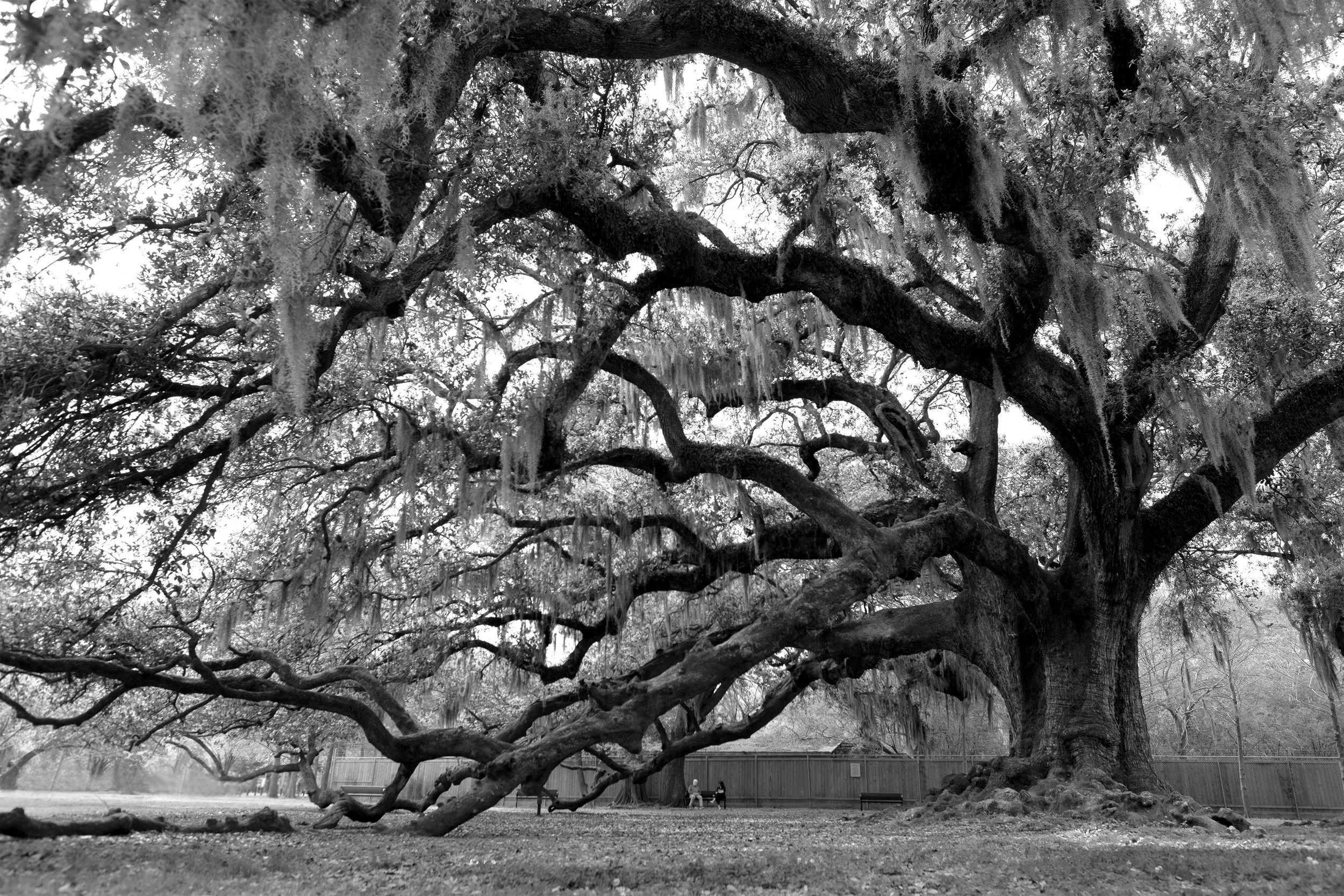 8x12_TreeofLife WEBSITE.jpg