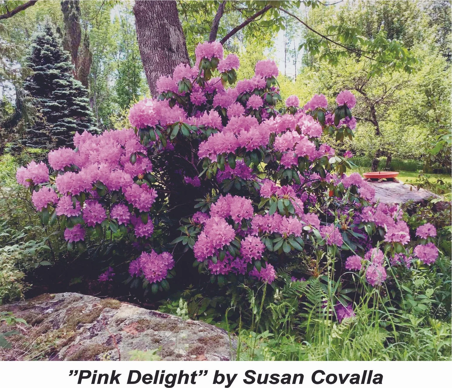 #69 Pink Delight - Susan Covalla.jpg
