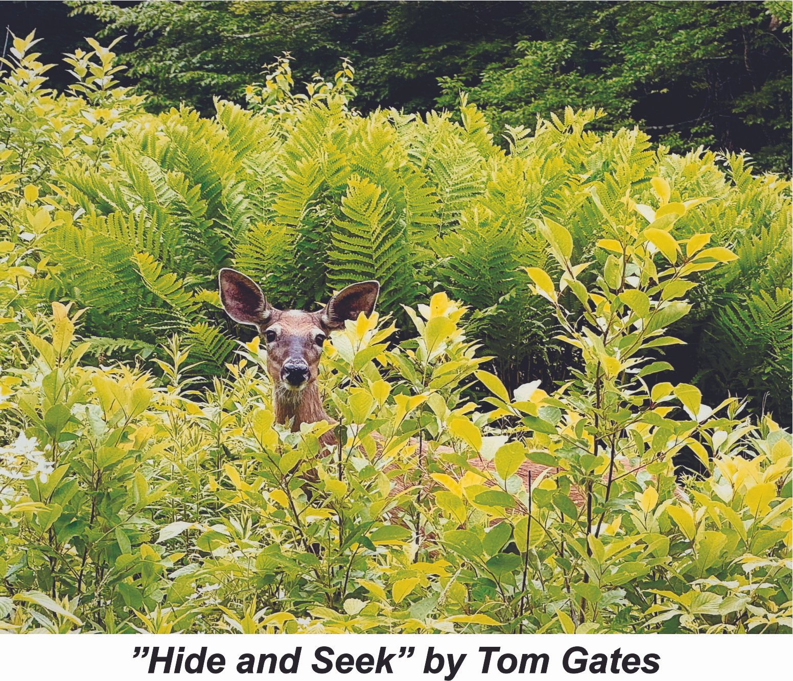 #15 Hide and Seek - Tom Gates.jpg