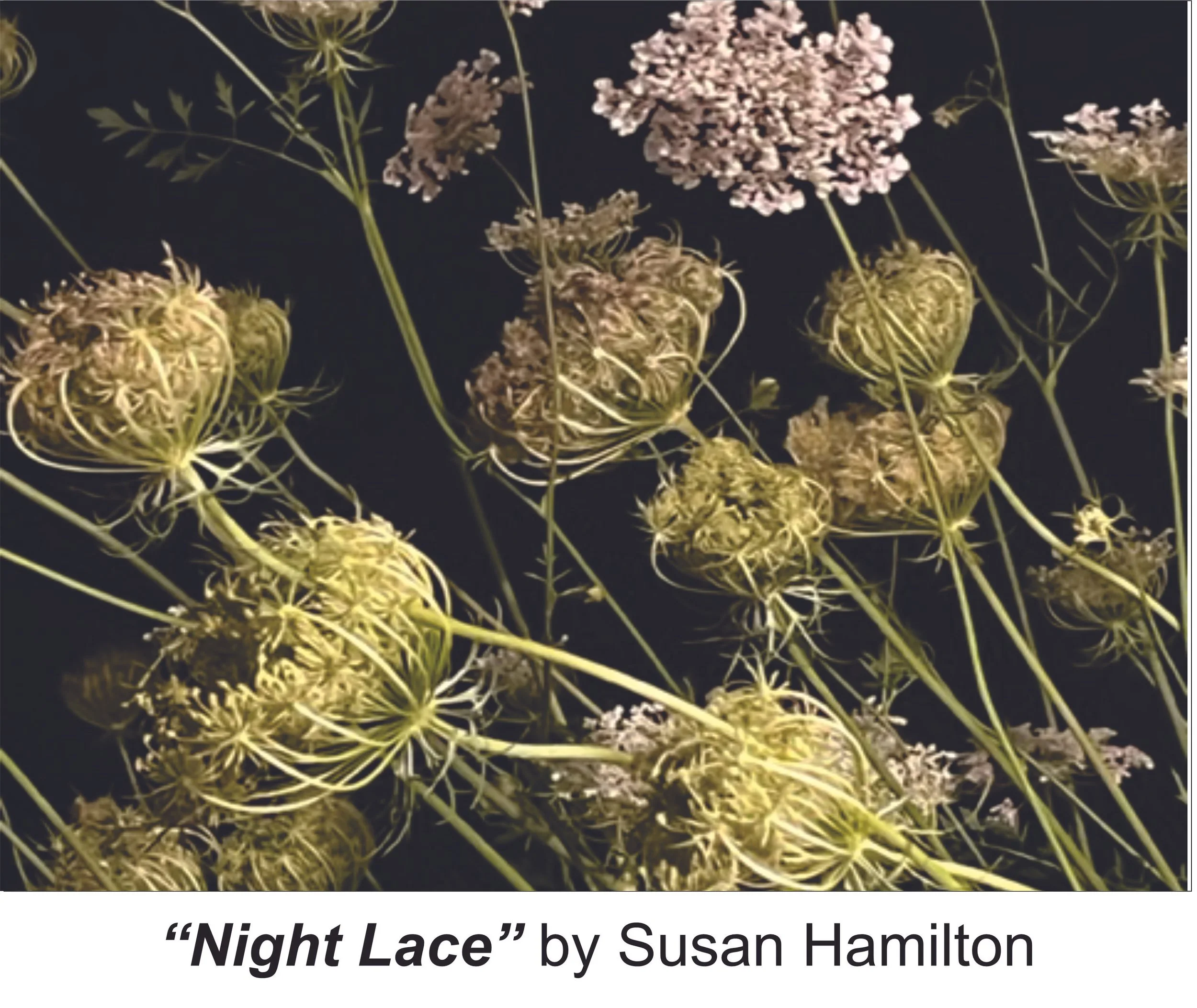 Night Lace by Susan Hamilton (1).jpg