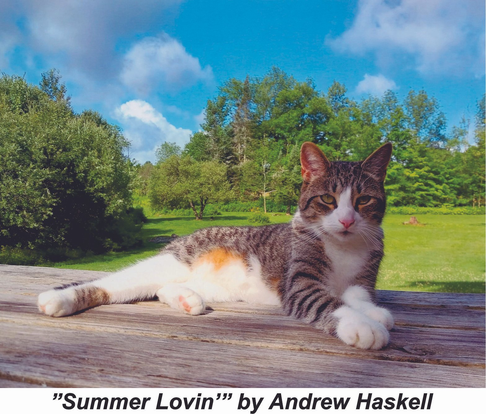 #52 Summer Lovin' - Andrew Haskell.jpg