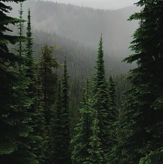 Shea Butter & Incense