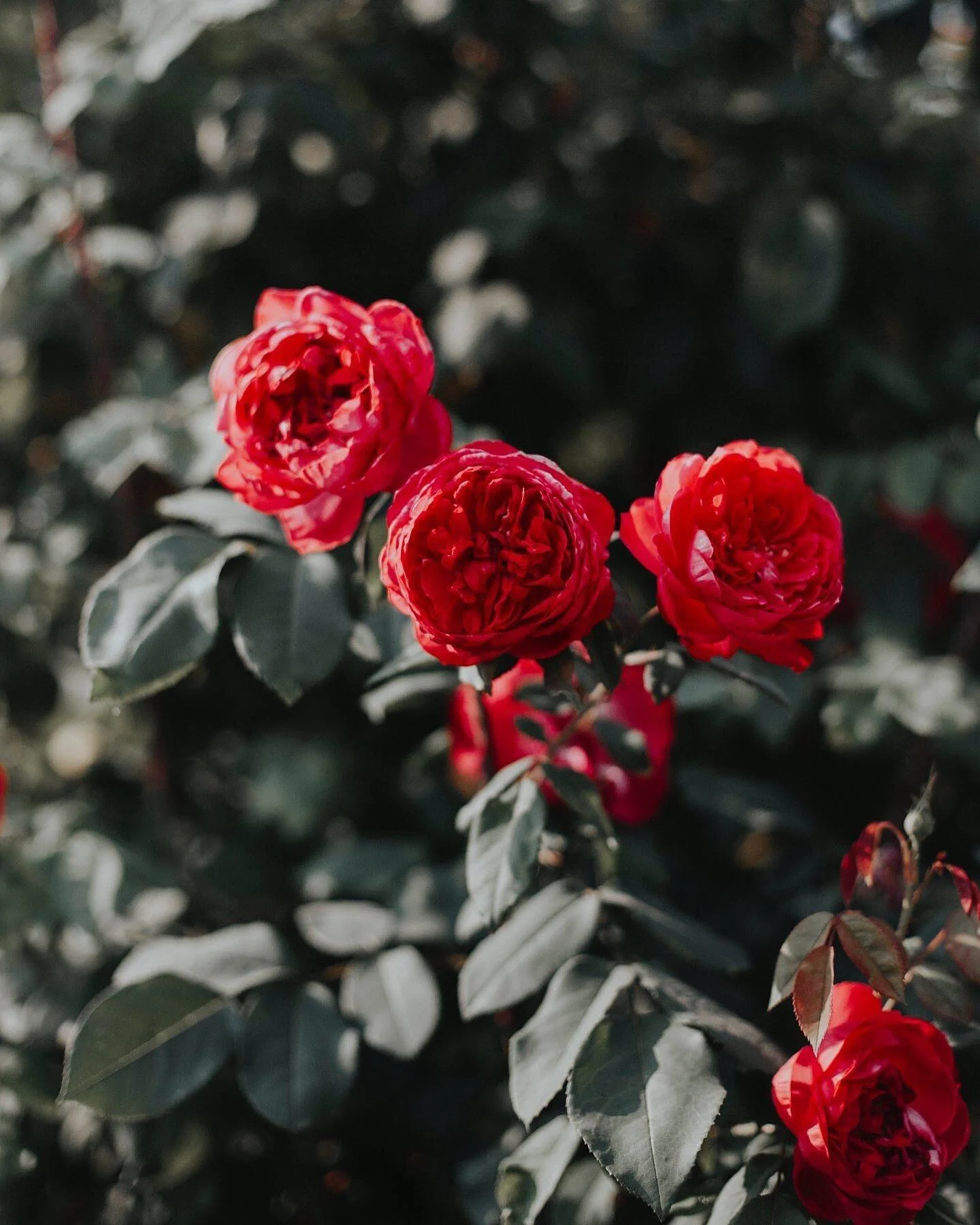 it's that time of year again! 🤍 I'm running my yearly sale in my print shop now through Sunday &mdash; use code &quot;THANKYOU25&quot; for 25% off all products in the print shop, including these favorites from volume i, the floral series, and a coll