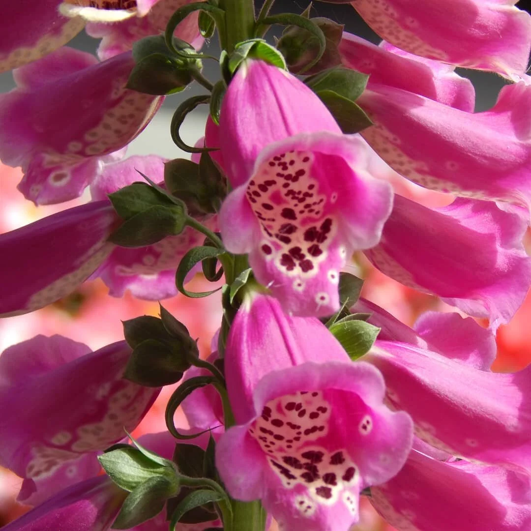 &quot;Nature holds the key to our aesthetic, intellectual, cognitive and even spiritual satisfaction.&quot;
- E. O. Wilson #naturephotography #nature #flowers #flowerstagram #flowerphotography  #eowilson