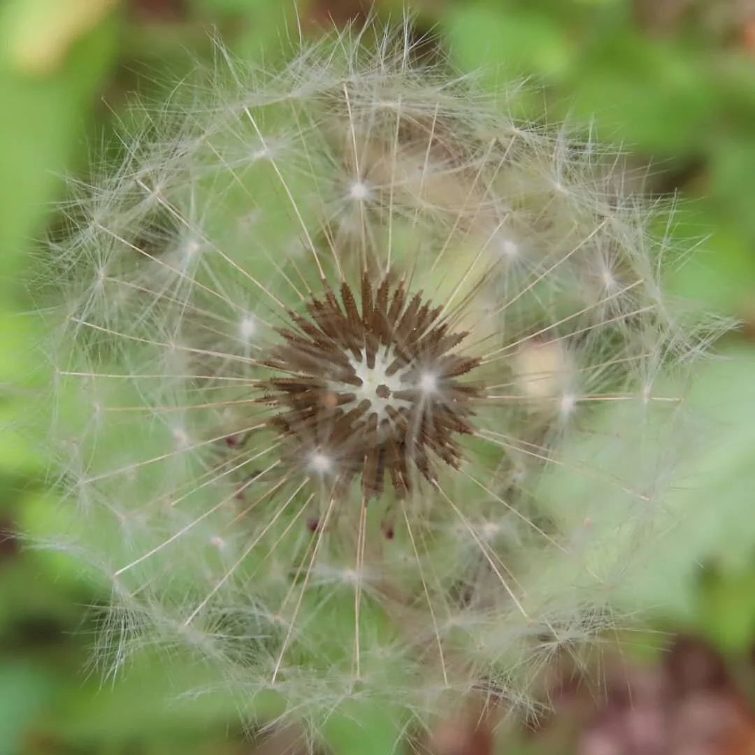 &quot;A weed is but an unloved flower.&quot;
- Ella Wheeler Wilcox #naturephotography #weeds #dandelion #green #nature