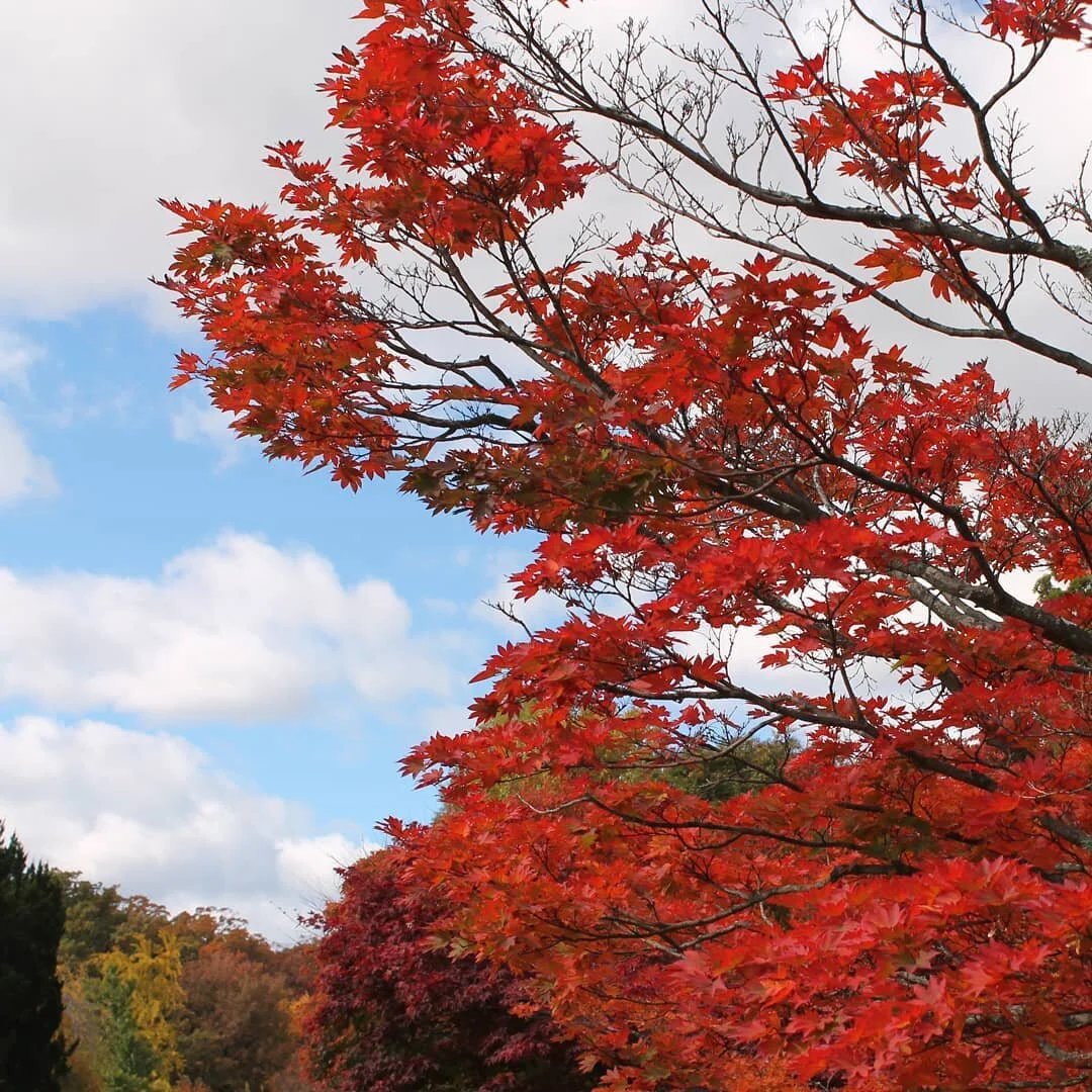 #naturephotography #trees #fallcolors #fallphotography #red