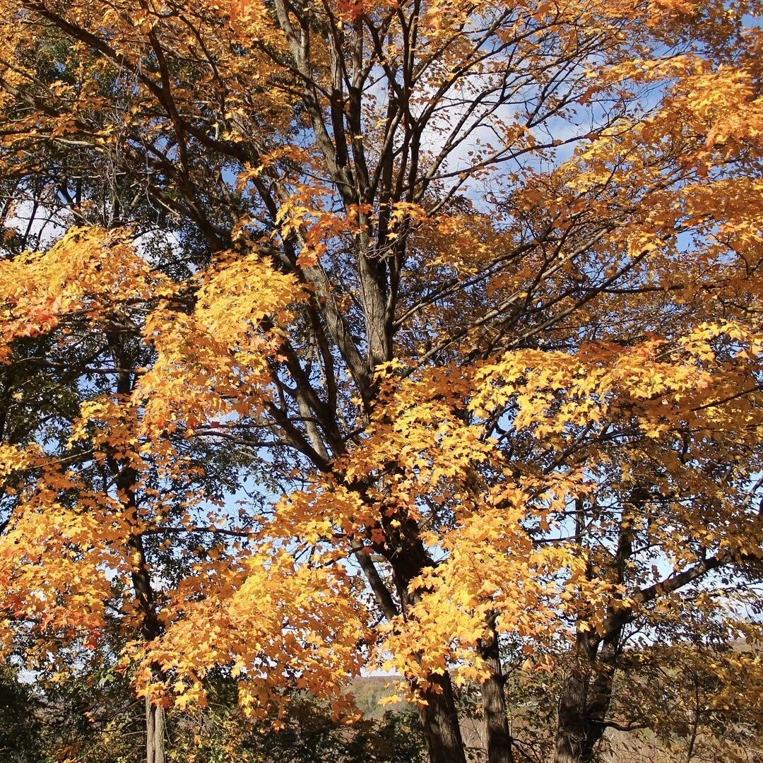 &quot;Life starts all over again when it gets crisp in the fall.&quot;
&mdash; F Scott Fitzgerald #fallphotography #fallcolors #leaves #fscottfitzgerald #nature #naturephotography