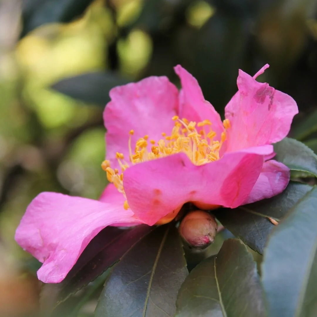 &quot;Flowers have spoken to me more than I can tell in written words. They are the hieroglyphics of angels, loved by all men for the beauty of their character, though few can decipher even fragments of their meaning.&quot;
- Lydia M. Child #flowers 