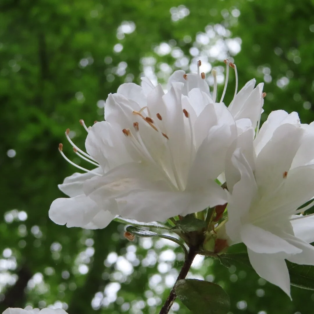 &quot;If you take a flower in your hand and really look at it, it's your world for a moment.&quot;
- Georgia O'Keefe #naturephotography #flowers #whiteflower #georgiaokeeffe
#gardens