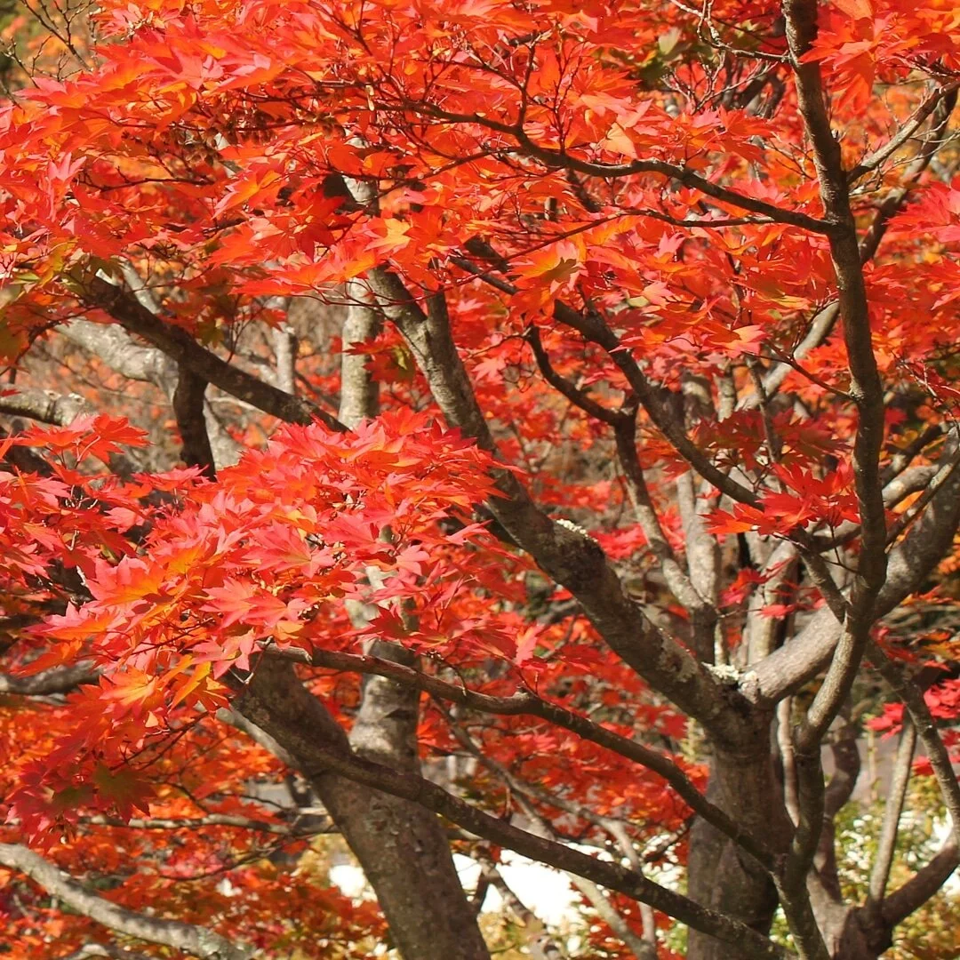 &quot;Delicious autumn! My very soul is wedded to it, and if I were a bird I would fly about the earth seeking the successive autumns.&quot;
- George Eliot #naturephotography #fallcolors #nature #trees #georgeeliot #autumn