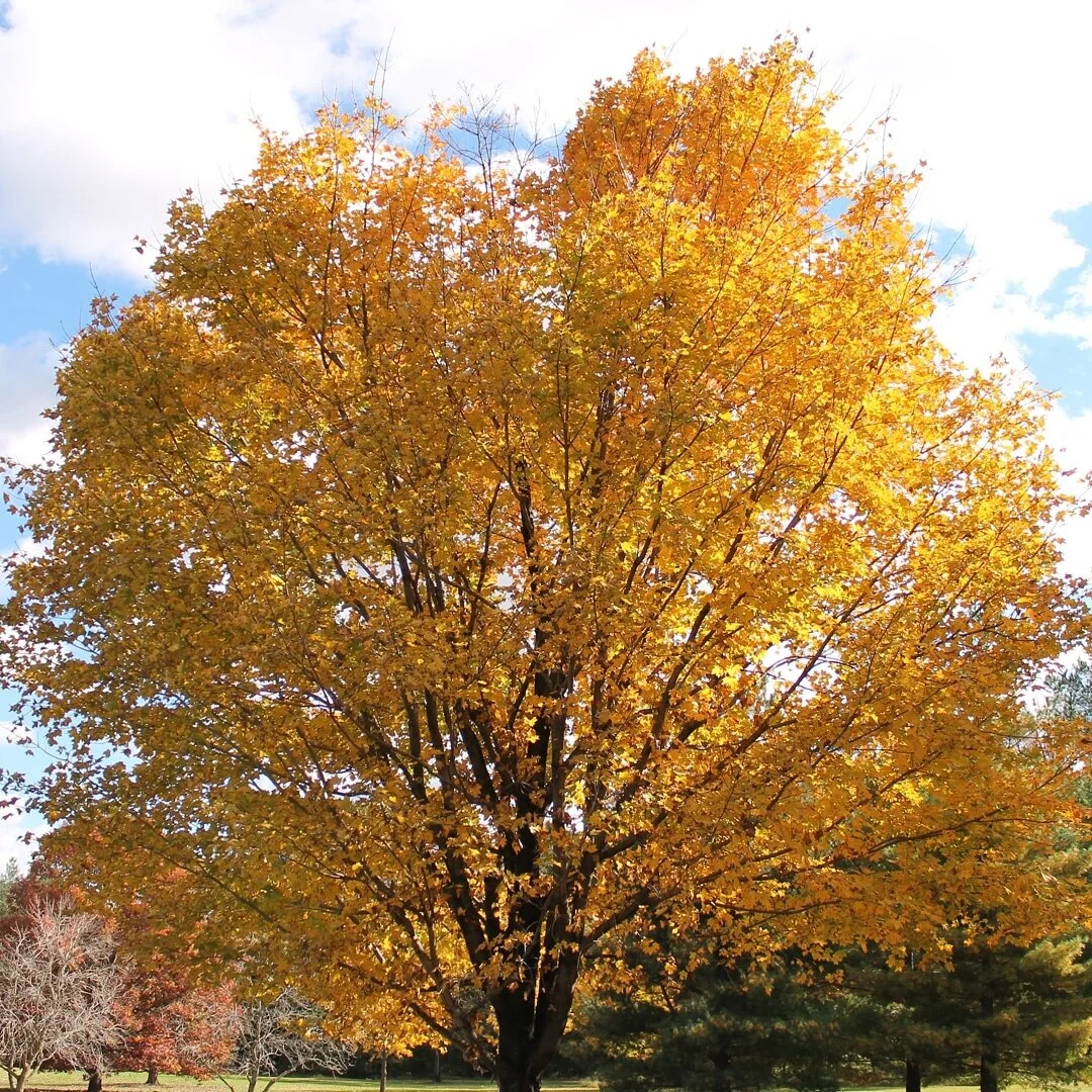 &quot;And it was all&nbsp;yellow.&quot;
- Coldplay #fallphotography #fallcolors #coldplay #naturephotography #trees