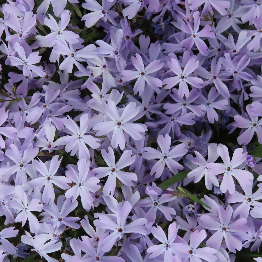 &quot;The garden suggests there might be a place where we can meet nature halfway.&quot;
- Michael Pollan #naturephotography #garden #flowers #michaelpollan #purple #nature